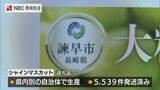 ふるさと納税「シャインマスカット」地元産以外を諫早市が返礼 | 長崎のニュース | 天気 | NBC長崎放送