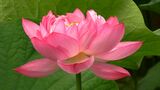 「毎年来たくなります」2万本のハスが見ごろ 鮮やかな大輪の花を咲かせる【岡山・久米南町】 |TBS NEWS DIG