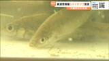 絶滅危惧種「シナイモツゴ」放流 子どもたちが卵から飼育 宮城・大崎市 | 宮城のニュース│tbc NEWS│tbc東北放送