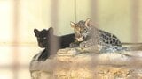 とべ動物園でジャガーの双子お披露目「今が一番かわいい時期」 愛媛　|　愛媛のニュース - Nスタえひめ｜あいテレビは6チャンネル