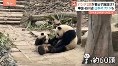 双子パンダ「シャオシャオ」「レイレイ」が暮らす中国・四川省「ジャイアントパンダ保護研究センター」とは？　日本から来たファン「無事に着くかどうかを見届けたい」| TBS CROSS DIG with Bloomberg