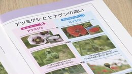 市主催のガーデニング講座で麻薬「あへん」原料・ケシの苗を誤って受講者の土産に 市が謝罪 廃棄を依頼 山口県宇部市|TBS NEWS DIG