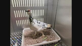 絶滅危惧種 ニホンライチョウ2羽を搬出、上野動物園と大町山岳博物館へ 富山市ファミリーパークから “遺伝的多様性の維持” が目的 富山 | 富山のニュース|天気・防災|チューリップテレビ