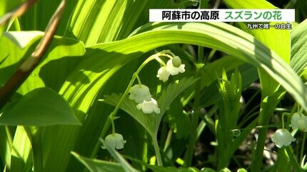可憐なズズランの花 》九州で自生しているのは阿蘇地域だけ 熊本県の