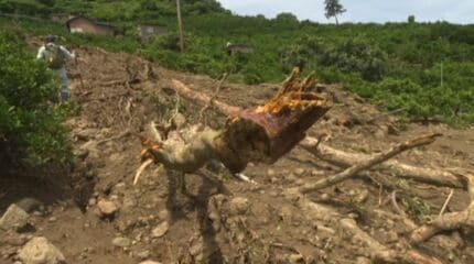 離島に残された大雨の爪痕 3度目土砂崩れ被害に「またか…」 かんきつ