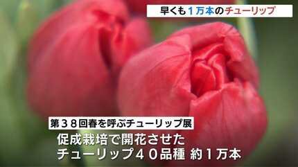 40品種1万本のチューリップ華やかに 一足早く春を演出「春を呼ぶ