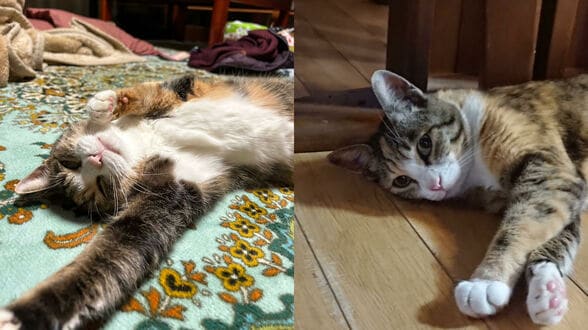 なぜ人間は自らネコの「下僕」になるのか？ 重度の愛猫ロス経験の東大教授が解き明かす　|　石川県のニュース｜MRO北陸放送