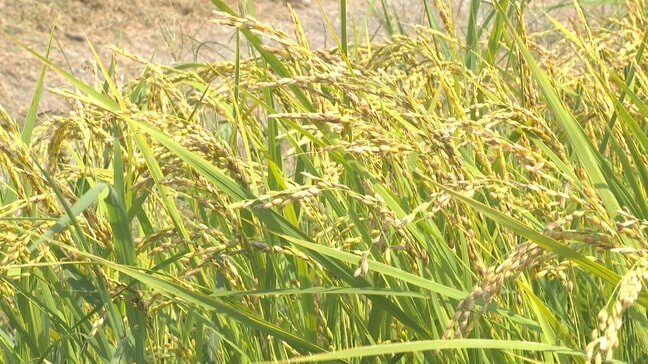 恵みの雨はいつ…水不足深刻化 農家が新農法「乾田直播」で持続的なコメ作りに挑戦|TBS NEWS DIG