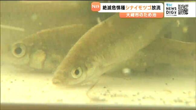 絶滅危惧種「シナイモツゴ」放流 子どもたちが卵から飼育 宮城・大崎市|TBS NEWS DIG