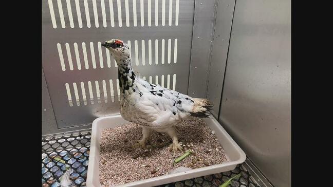 絶滅危惧種 ニホンライチョウ2羽を搬出、上野動物園と大町山岳博物館へ　富山市ファミリーパークから “遺伝的多様性の維持” が目的　富山|TBS NEWS DIG