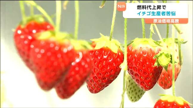 原油高騰が直撃のイチゴ栽培"暖房コスト"4割増　石油由来の包装資材も高騰懸念でイチゴ農家は崖っぷち　宮城・山元町|TBS NEWS DIG