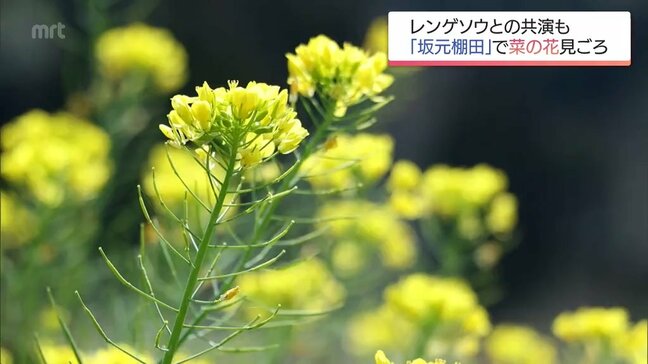 "日本の棚田百選"　日南市「坂元棚田」で菜の花が見ごろに　レンゲソウとの共演も|TBS NEWS DIG