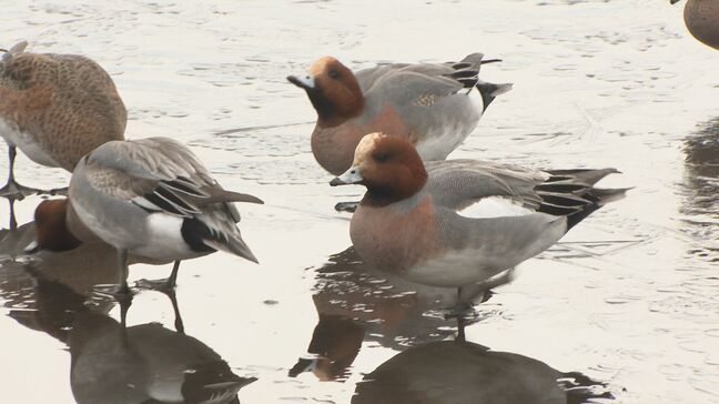 志高湖が凍結　真冬の景色広がる　11日以降、最高気温は3月並みに　大分・別府市|TBS NEWS DIG