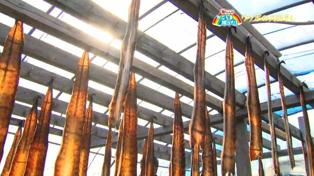 海のギャング・ウツボの天日干し 南大隅町【亀ちゃんのかごしま撮った!】|TBS NEWS DIG