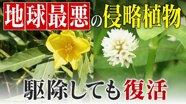 すぐに復活 駆除は極めて困難 “地球最悪”の侵略植物 田植えはしたけれど…「黄色い花」と「白い花」の群生に注意を!|TBS NEWS DIG