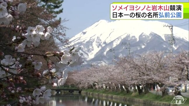 「日本で一番」弘前公園のサクラ “津軽富士”岩木山と競演 外堀では「7分咲き」のところも 日に日に華やぎを増す園内 青森県弘前市【今日のサクラ2026】|TBS NEWS DIG