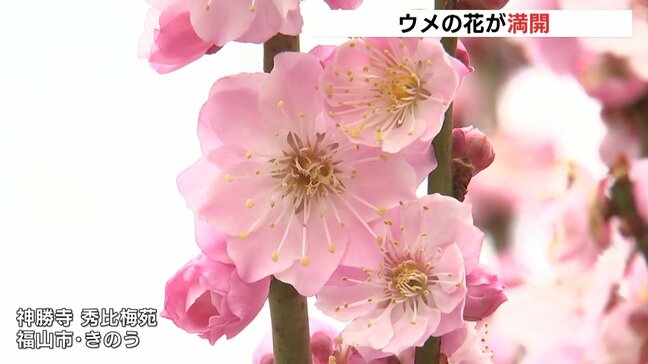 初公開　神勝寺・秀比梅苑のウメの花が満開　「しだれ梅」など４０種類１００本　広島・福山市|TBS NEWS DIG