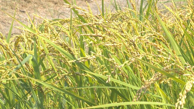 恵みの雨はいつ…水不足深刻化　農家が新農法「乾田直播」で持続的なコメ作りに挑戦|TBS NEWS DIG