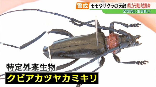 「かなりの脅威」木を食い荒らし、フン混ざった“フラス”で枯らす…特定外来生物「クビアカツヤカミキリ」20都府県で確認|TBS NEWS DIG