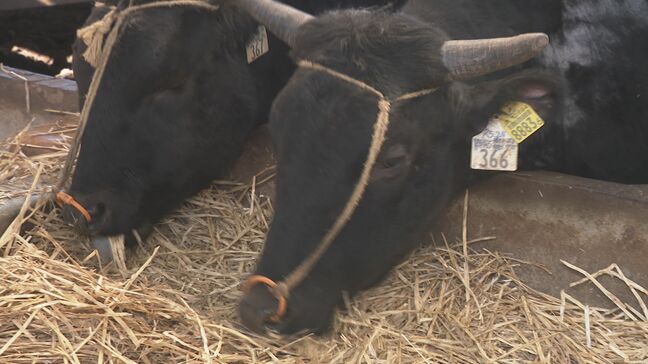 能登牛の出荷頭数減少 能登半島地震による被災・廃業が影響|TBS NEWS DIG
