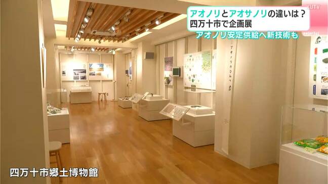 「アオサとアオノリは、まるっきり違う物だと分かった」高知県四万十市で企画展 アオノリとアオサノリの違いは?|TBS NEWS DIG