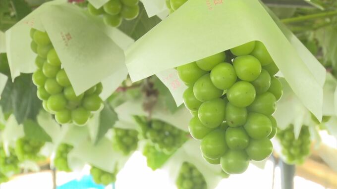 【台風６号】旬のシャインマスカットにも影響の可能性…７月の雨で約３割裂果したばかり　　|　BSSニュース | BSS山陰放送