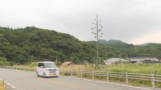 半世紀に1度だけ…高さは5メートル以上に成長！開花が楽しみ　リュウゼツランにつぼみ　山口・阿武町　|　山口のニュース・天気・防災｜tys NEWS｜ｔｙｓテレビ山口