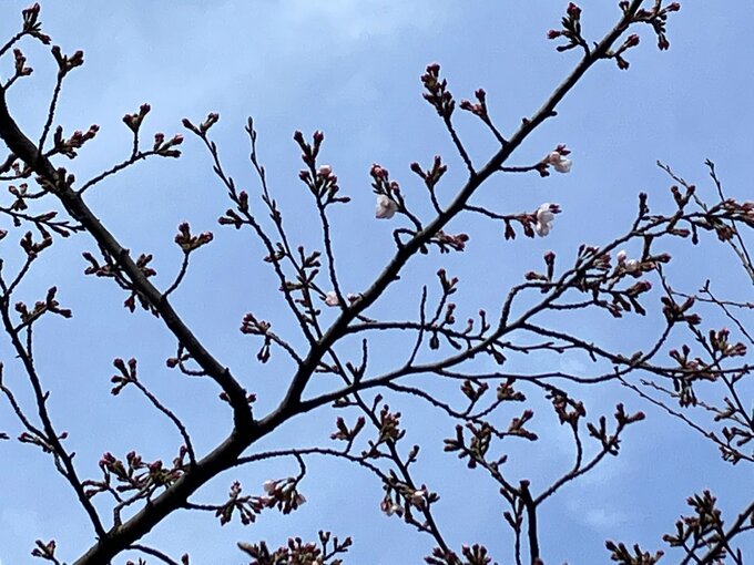 新潟市の桜　“開花宣言”　気温15度まで上昇　平年よりも2日早く開花|TBS NEWS DIG