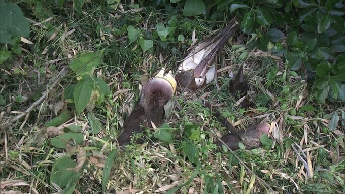 タケノコ採りの最中に