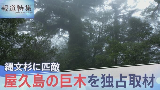 「縄文杉より大きい木が、何本も残っている」屋久島、未知の巨木が残る「山師の森」を独占取材【報道特集】|TBS NEWS DIG