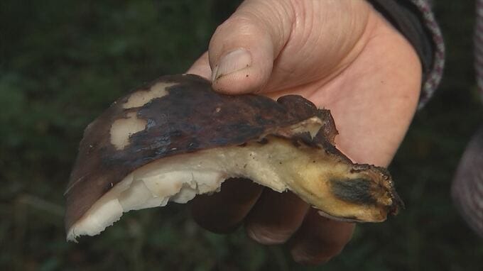 間違って食べてしまう毒キノコNo.1「ツキヨタケ」で食中毒発生　見分けるポイントは黒いシミ　島根県「素人が見分けるのは難しい」　|　BSSニュース | BSS山陰放送
