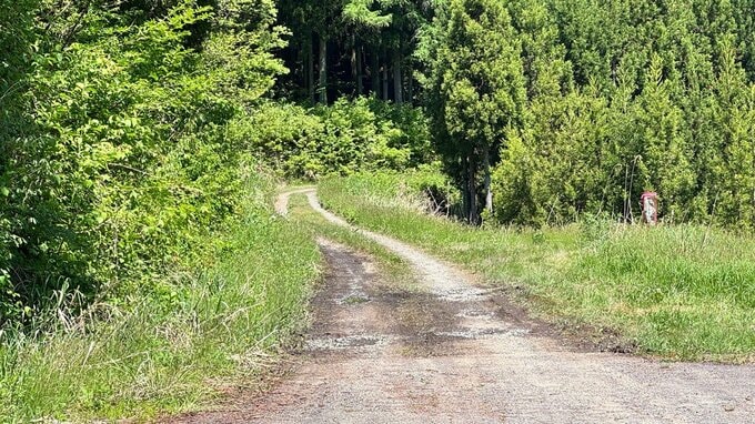 【酒田】クマに襲われた可能性を引き続き調べる　山中にキズのある高齢男性遺体　山菜採りに入った男性か（山形）|TBS NEWS DIG