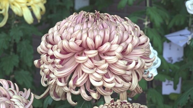 丹精込めて育てられた大輪の菊　約110鉢が美しさを競う　山梨菊花競技大会|TBS NEWS DIG