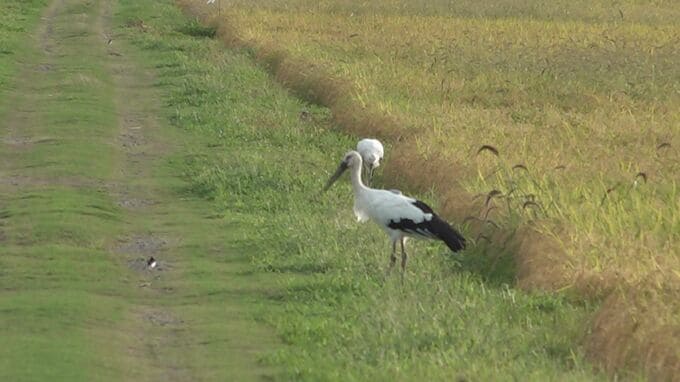 見慣れぬ珍客にトンビたちもビックリ？ 絶滅危惧種のコウノトリ 石川・志賀町の田んぼに飛来　|　石川県のニュース｜MRO北陸放送