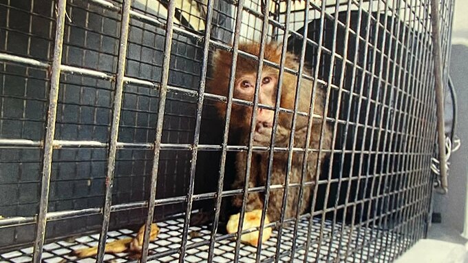 小学校近くの住宅街で首輪をしたサルを捕獲 新潟市西区　|　新潟のニュース・天気｜BSN NEWS｜BSN新潟放送