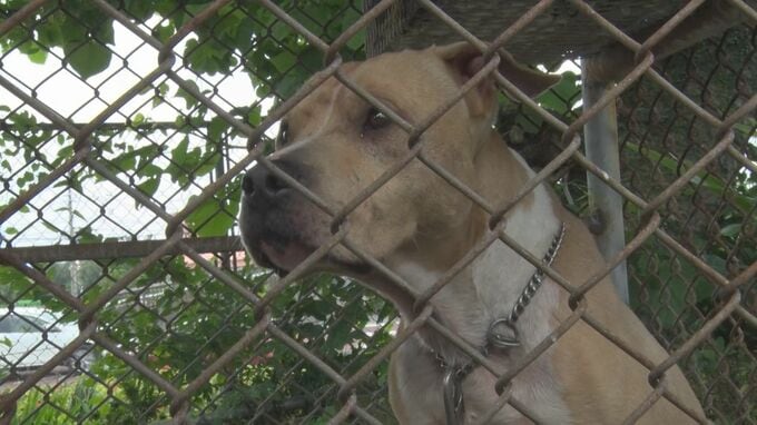 民家の飼い犬をかみ殺したピットブル　米軍人の飼い主に返される　飼育状況や居住エリアの基地内・外は不明のまま　|　沖縄のニュース｜RBC 琉球放送