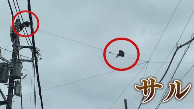 「見たら猿だった」「市役所の人が追いかけていった」甲府中心街で猿出没　甲斐市の学校は集団下校の措置　|　山梨のニュース | ＵＴＹテレビ山梨