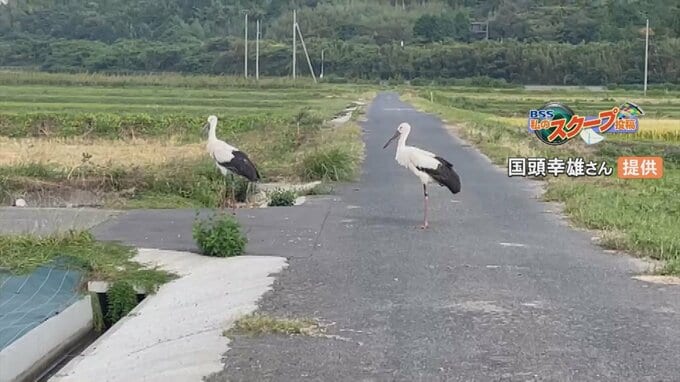 サイクリング中にビックリ…道端で２羽の「コウノトリ」に遭遇　|　BSSニュース | BSS山陰放送