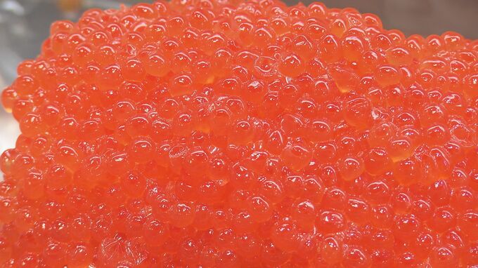 ウニの食べ比べ弁当に濃厚チーズケーキ…おいしいもの勢ぞろい「春の北海道展」福島・郡山市|TBS NEWS DIG