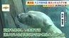【迫力】“水の中を泳ぐホッキョクグマ”も観られる！天王寺動物園の新「ホッキョクグマ舎」がオープン　ホウちゃんが水にザバーン！　|　MBSニュース | 関西の最新ニュースを分かりやすく。