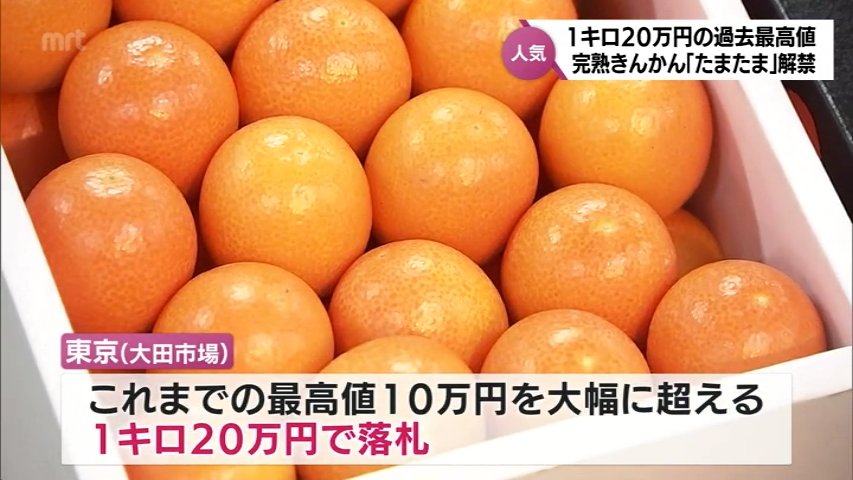 1キロ20万円 最高値を大幅更新 みやざき完熟きんかん「たまたま」今季