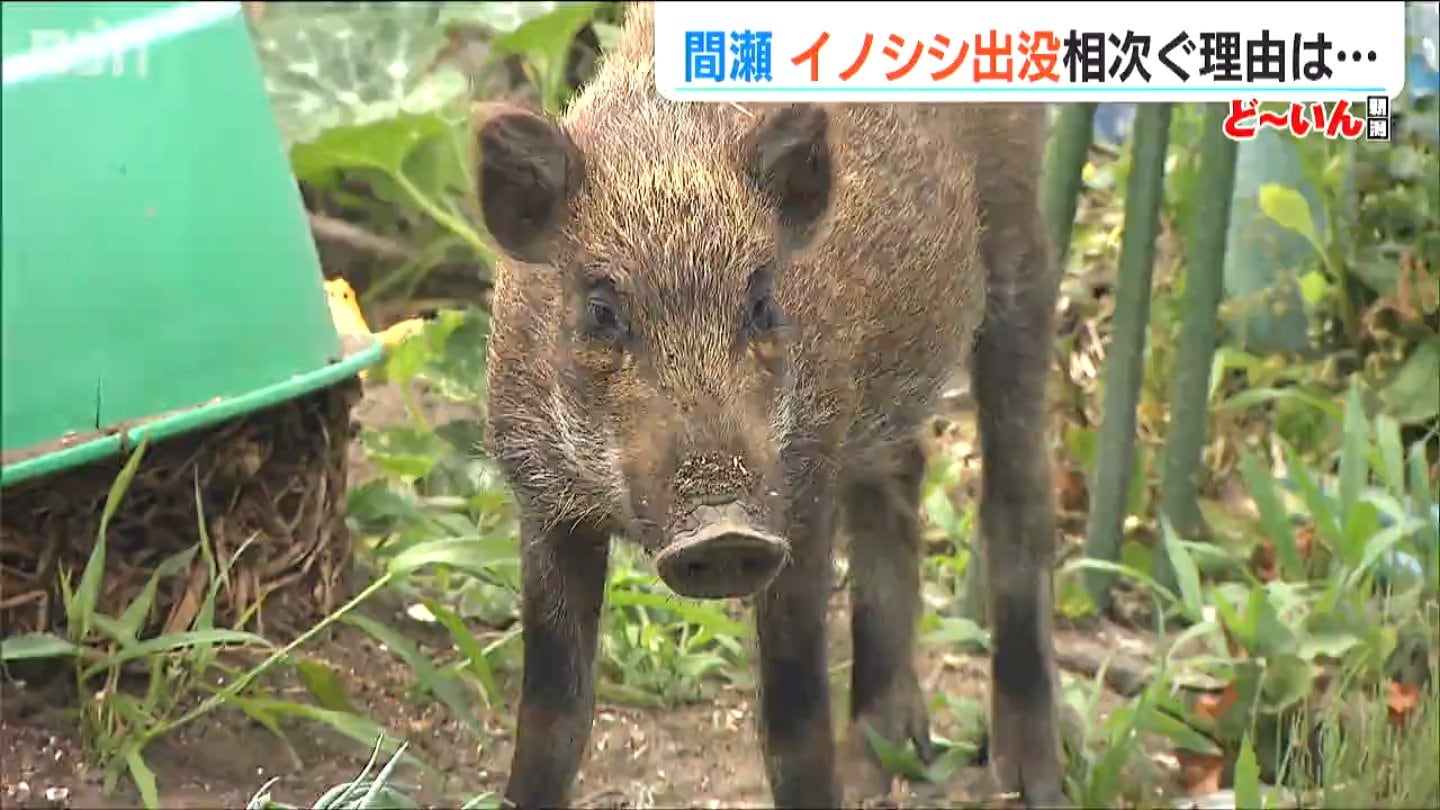 流木のイノシシ イノシシ、イノシシ」取材中にも遭遇 2か月半で19件の目撃相次ぐ集落
