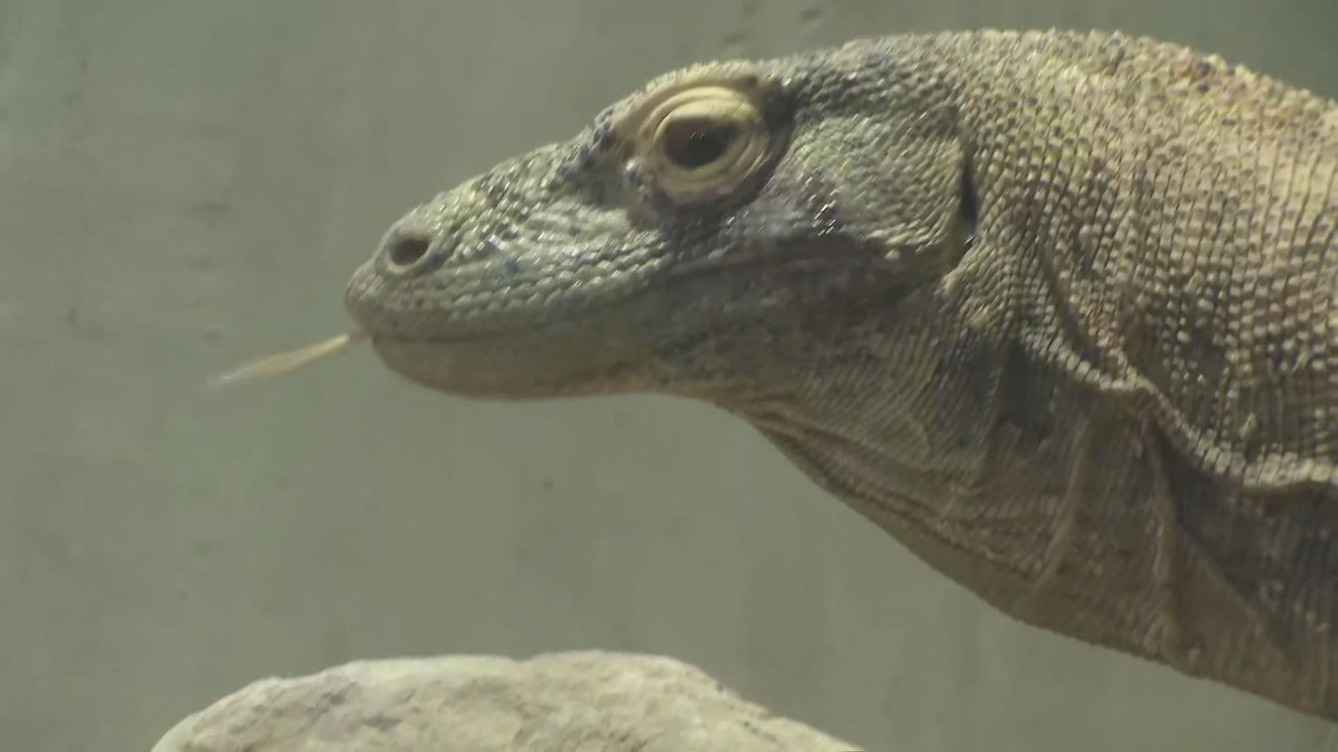 実はエサやり週1回 最強でカワイイ！ コモドドラゴンの「タロウ」注目