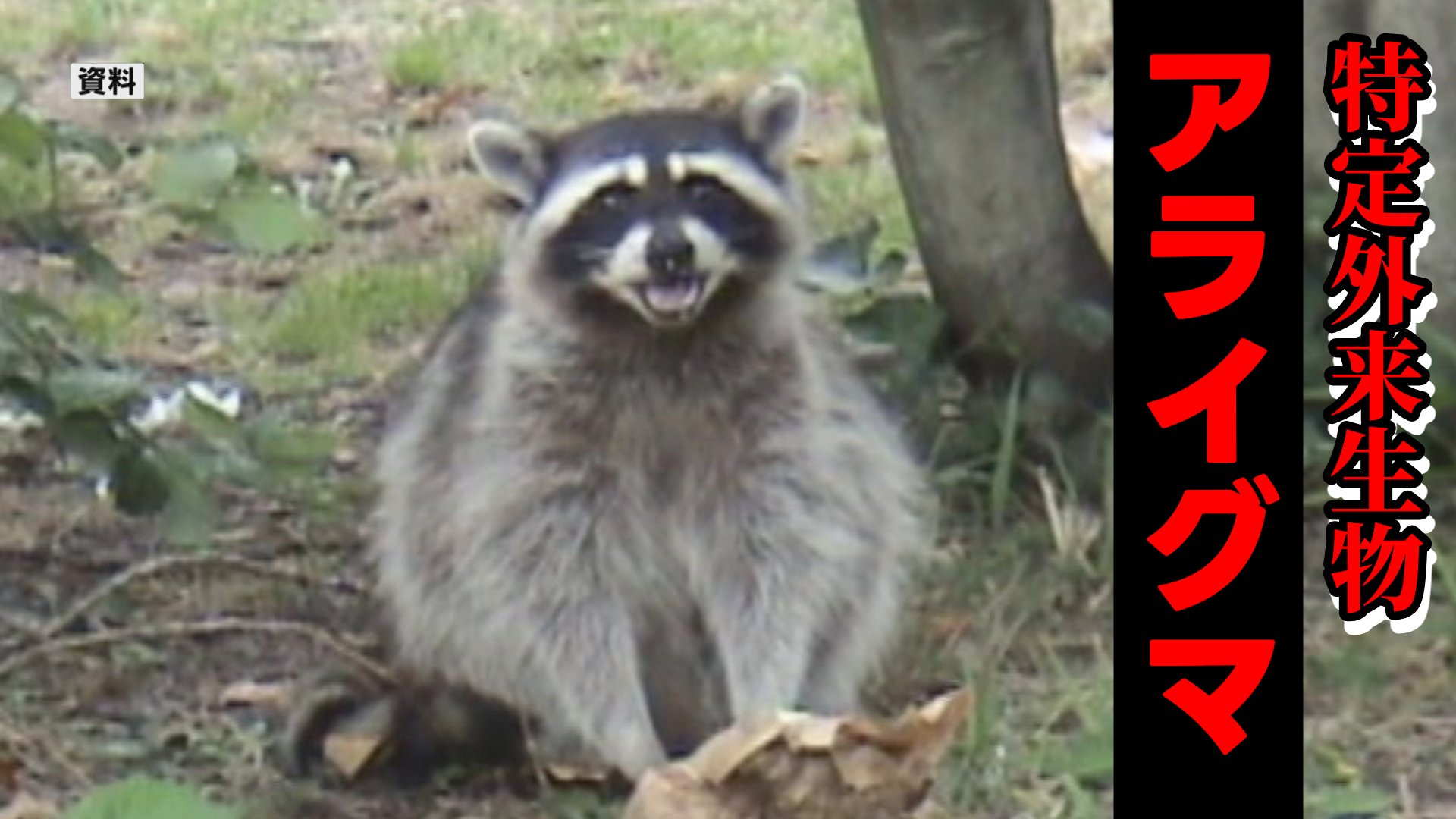 可愛い顔して凶暴！？特定外来生物「アライグマ」が熊本・立田山で初