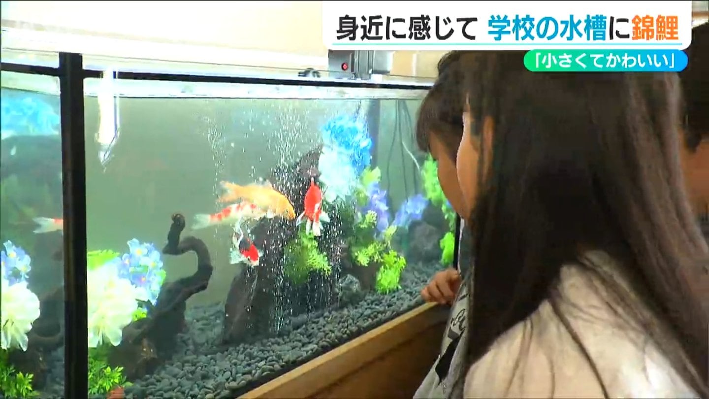 新潟発祥の泳ぐ宝石を身近に…小学校に錦鯉の水槽設置 児童たちの目は