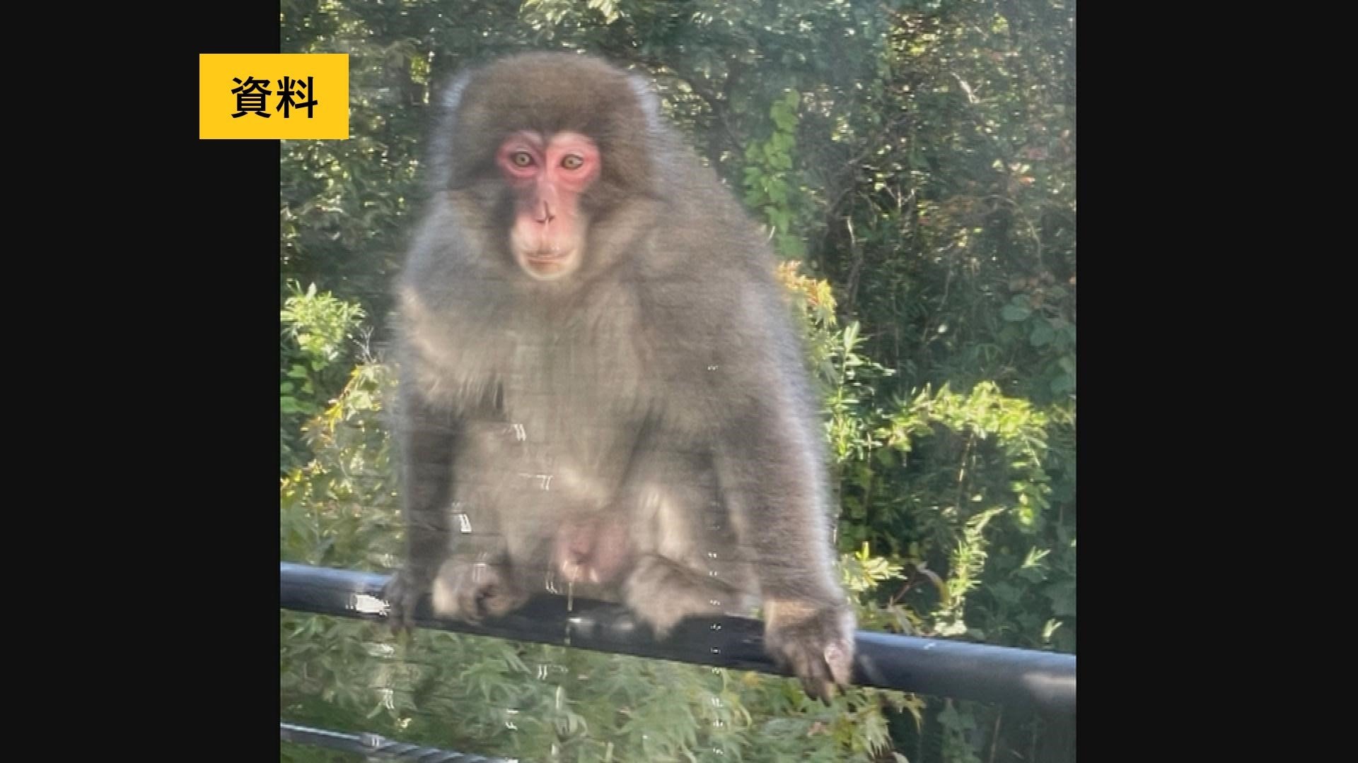 ★猿★プロフ確認して下さい。 目が合うと飛びかかってきて攻撃されるおそれも…目撃相次ぐ、サルに