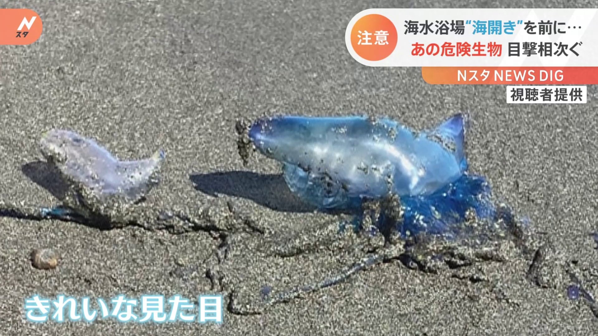 子どもが触っちゃいそう 神奈川の海岸に透明で綺麗な 謎の物体 海開き目前に目撃相次ぐ正体は 危険生物 Nスタ Tbs News Dig