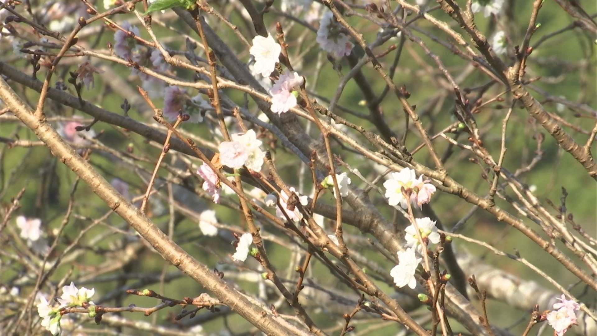 秋なのに…桜並木が突然開花 なぜ？ 「サクラ」と「ススキ」謎の