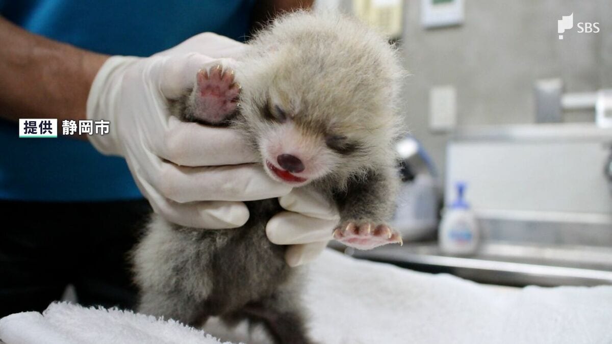レッサーパンダの赤ちゃん、2年ぶりに誕生 一般公開は2025年秋頃の予定