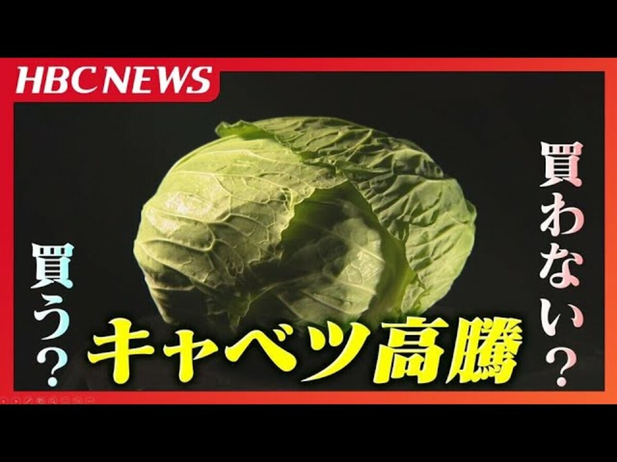キャベツ高値止まらず…農水省発表の平均価格534円と平年の約3倍